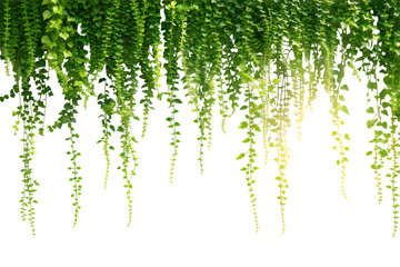 Lush green hanging fern leaves cascade down creating a natural curtain against a dark background