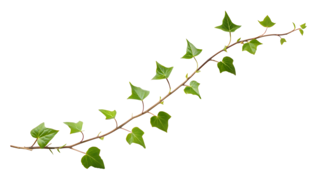 A delicate green ivy vine with small lobed leaves gracefully curves across a stark black background