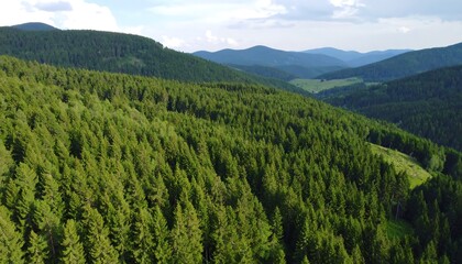 Lush green forest valley