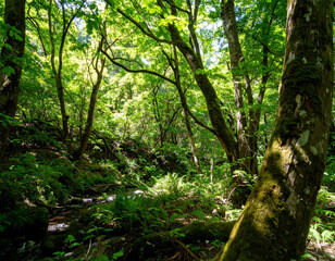 Fototapeta premium trees in the forest
