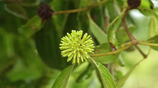 Mitrayna Korth, Mitragyna diversifolia, Neonauclea purpurea.