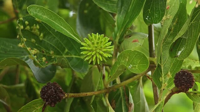 Mitrayna Korth, Mitragyna diversifolia, Neonauclea purpurea.