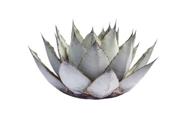 Explore the Agave Plant's Architectural Form and Unique Textures, and Details