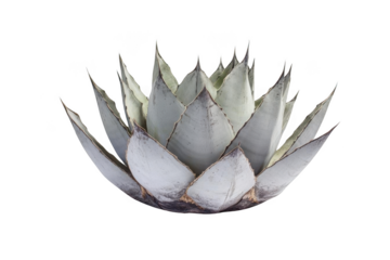 Explore the Agave Plant's Architectural Form and Unique Textures, and Details