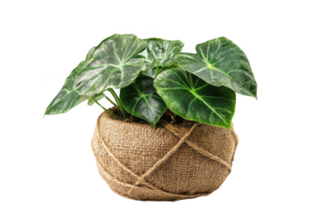 Greenery In Burlap Pot Stands on Black Background, With Indoor Theme