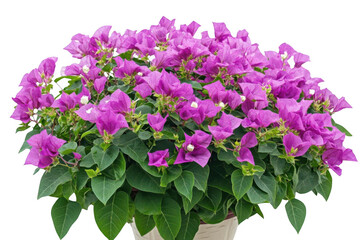 Admire the Beautiful Bougainvillea Blossom and its Vibrant Colors with Pretty Flowers