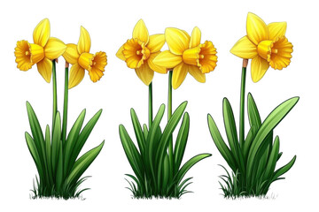 Obraz premium Daffodils Illustration Bloom With Grace, Celebrate Springtime Season With Beautiful Vector Flower