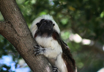 Cotton-Top Tamarin on Tree Branch