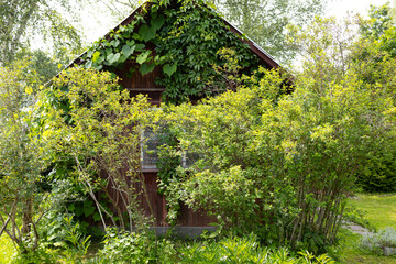 Rustic wooden house, covered with green grapes and surrounded by lush vegetation. This scene...