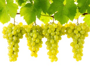 Aesthetic display of bunches of fresh, green grapes on a vine showcasing natural sweetness