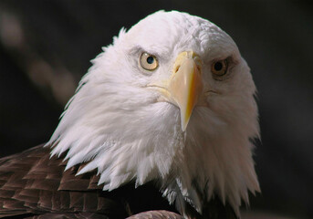 Bald Eagle Close-Up with Intense Gaze