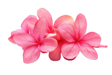 Pink petals Embrace Elegance and Delicacy, Displaying Floral Serenity theme