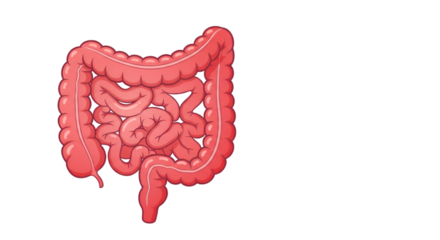 Anatomical illustration of the human digestive system, showing the large and small intestines.