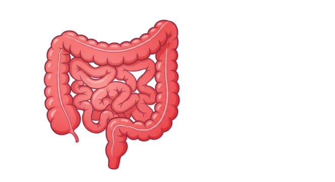 Anatomical illustration of the human digestive system, showing the large and small intestines.