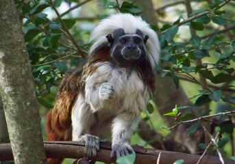 Cotton-Top Tamarin Climbing Through Branches