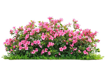 Pink Azalea Blooms with Green Leaves Create Floral Abundance Concept