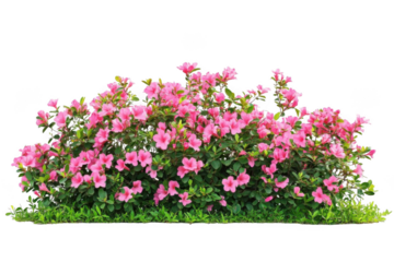 Pink Azalea Blooms with Green Leaves Create Floral Abundance Concept