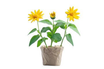 Obraz premium See Yellow Blooms In Paper Pot On Black, Potted Blooms And Fresh Flowers