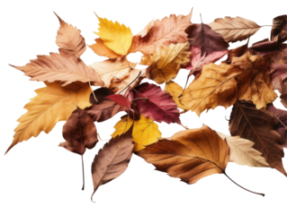 Vibrant autumn leaves in warm hues capture the essence of fall's beauty and cozy change