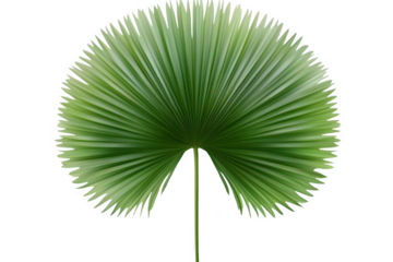 See Green Fan Palm Leaf On Black Background And Tropical Theme