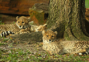 Cheetah Family Resting Under Tree