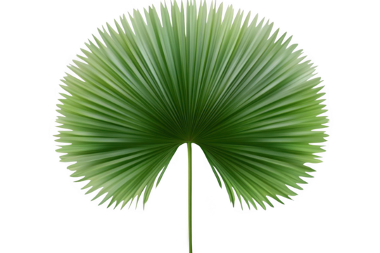 See Green Fan Palm Leaf On Black Background And Tropical Theme