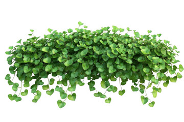 Obraz premium Plant Hangs Gracefully and Lush Foliage, Add Botanical Theme