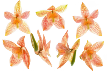 Admire Exotic Orchids Blooms In Studio And Appreciate floral Design Beauty