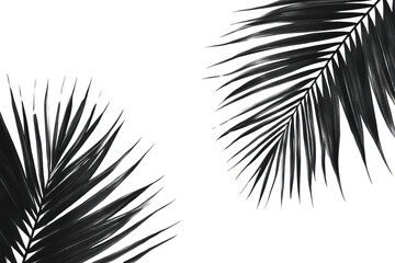 Obraz premium dark Palm Leaves against a black Background with Minimalist Theme