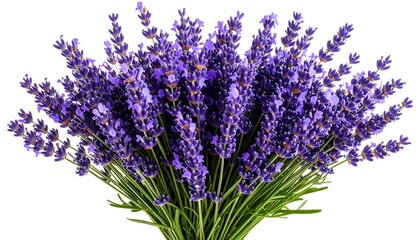 Lush lavender bouquet
