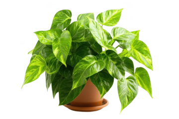 Golden Pothos Adds Touch Of Nature To Indoor And Minimalist Spaces.