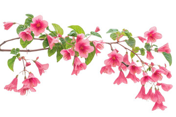 Pink Flowers Bloom Beautifully on a Branch in Spring Season, Nature Theme