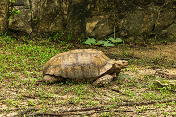 Fototapeta premium Tortuga