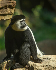 Colobus Monkey Sitting by Rock