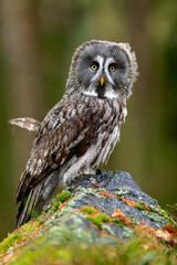 great greyowl (Strix nebulosa) perched on a tree