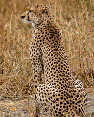 Cheetah Sitting in Tall Dry Grass