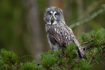 great greyowl (Strix nebulosa) perched on a tree