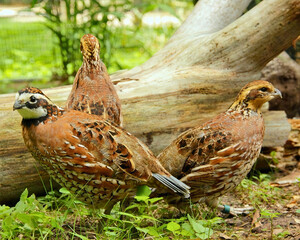 Two Quails Standing on Leafy Ground