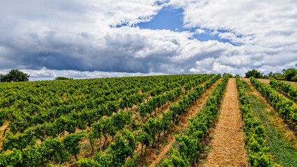 Vignes et soleil