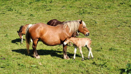 Fototapeta premium mare and her foal along the second stage of the Camino de Santiago from Roncesvalles to Zubiri