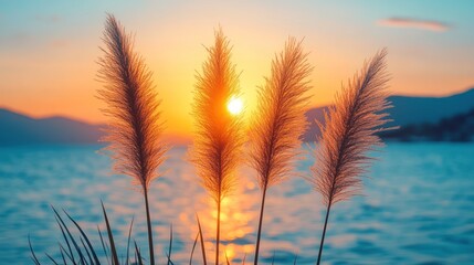 Sunset over water, with grasses in foreground