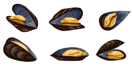 Set of mussels in various forms: closed, opened, top view. Vector seafood illustration on white background. Perfect for recipes, food blogs, cookbooks, stickers and packaging