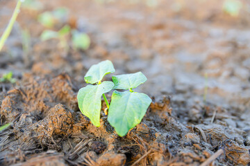 Two new small yardlong bean plants in the organic farm.
