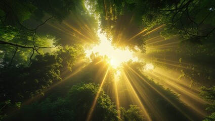 Fototapeta premium Golden sunlight streams through a lush green forest canopy, casting radiant beams of light downwards towards the viewer.