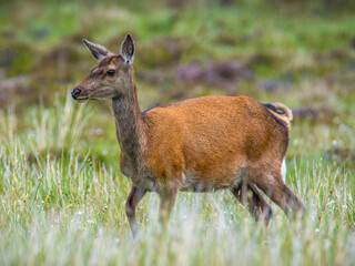 Lady in red (brown) - Dame in rot(braun)