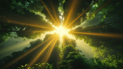 Fototapeta premium Majestic forest scene with brilliant sunlight filtering through the tree canopy from a low perspective