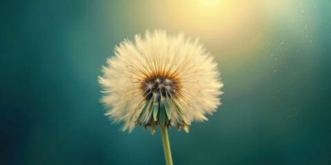 Dandelion Seeds Drifting Mood, for Artistic Illustration Reference, Natural Healing Material, Ecological Theme Design