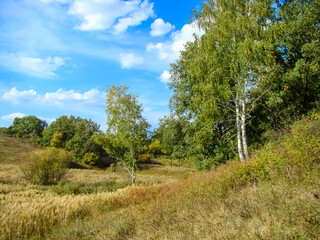 Early autumn on the edge of the forest on a sunny day.