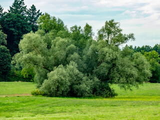 Baumgrundstück im Sommer