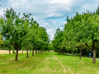 Baumgrundstück im Sommer